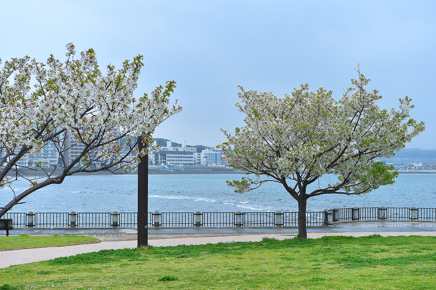 江ノ島の桜 湘南の風景